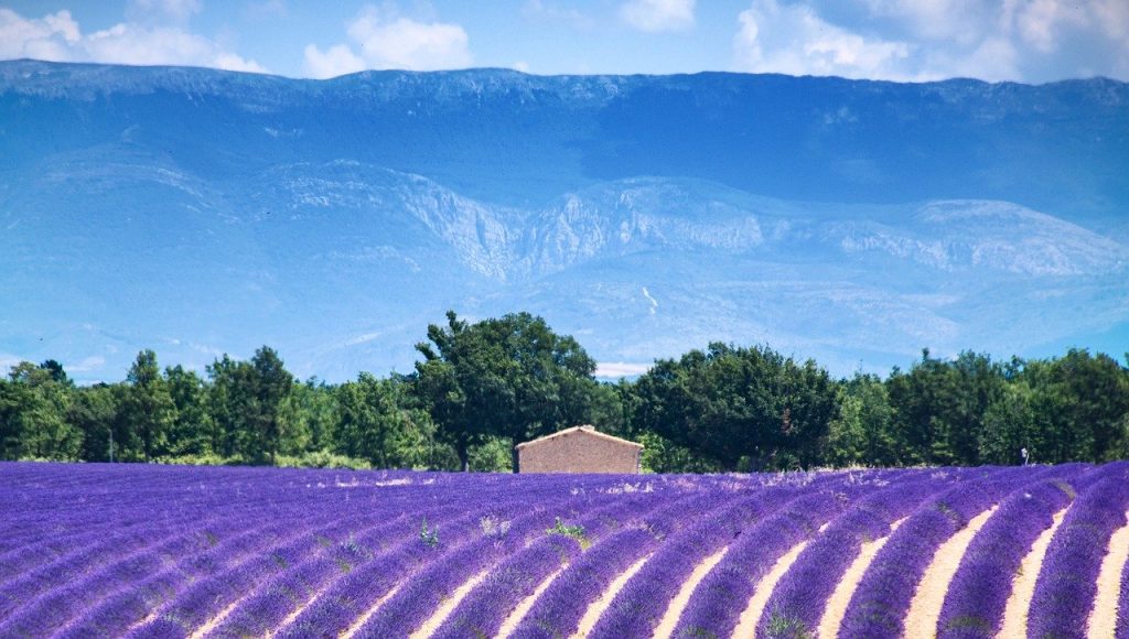 champ de lavande avant les montagnes en arrière-plan